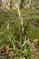 Lycopodium scariosum. Branching aerial stem with leaves flattened in one plane, and stalked strobili borne individually at ends of branches.
 Image: L.R. Perrie © Leon Perrie CC BY-NC 4.0
